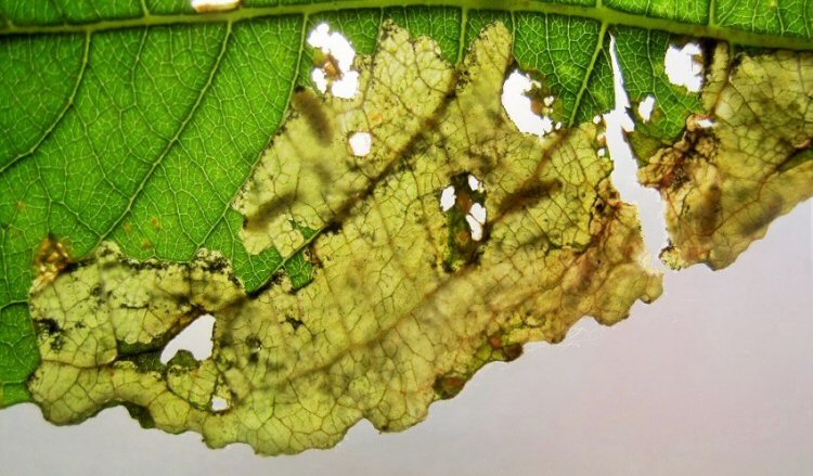 larvae in mine