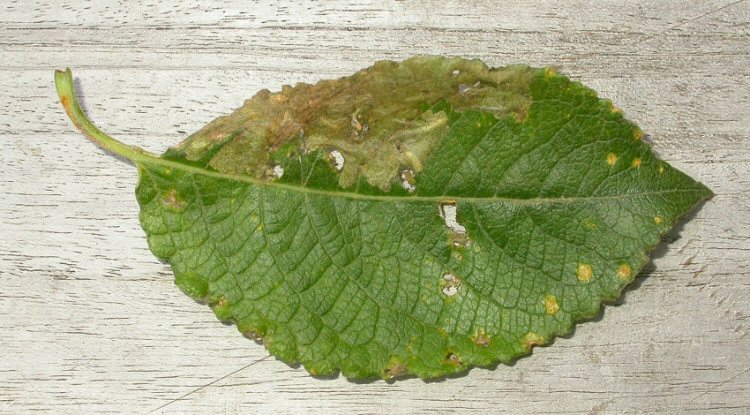several larvae may mine a leaf/