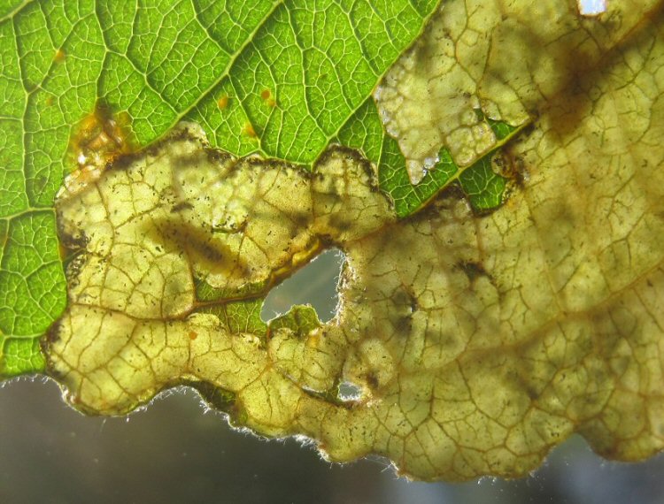 larva in mine