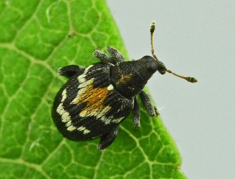 adult