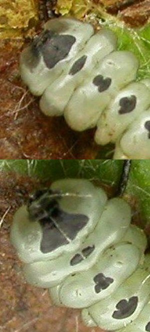 anterior end of the larva