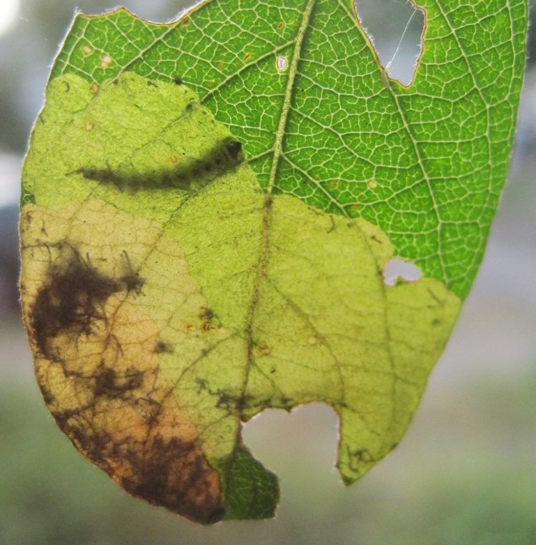 larva in mine