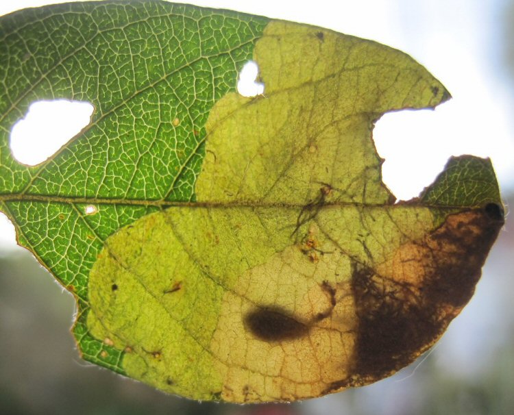 pupa in mine