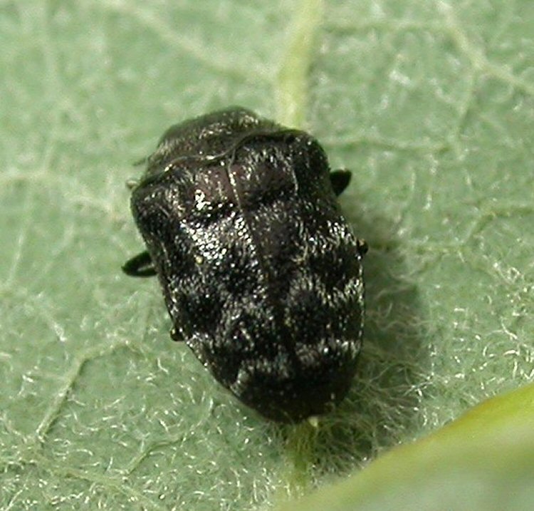 adult