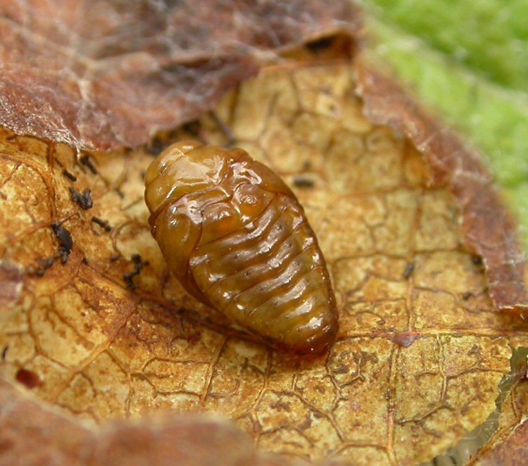 dorsal view