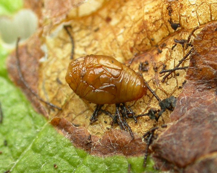 ventral view