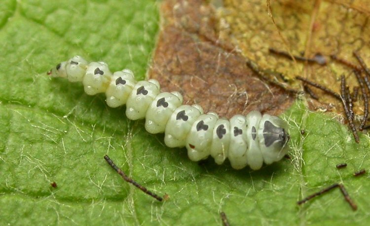 larva