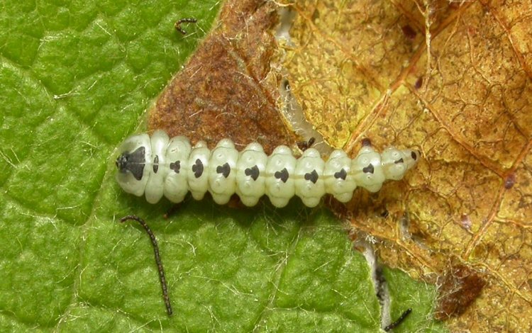 larva