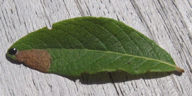 oviposition site covered by black drop