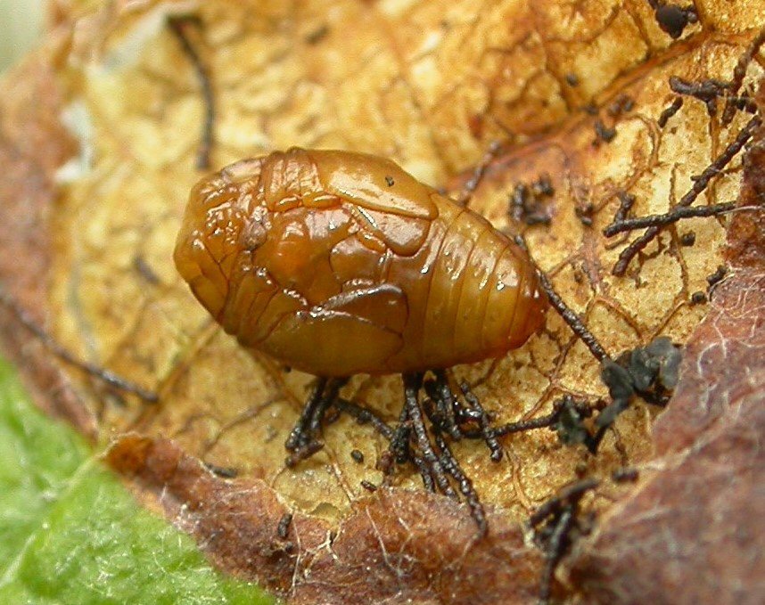 ventral view