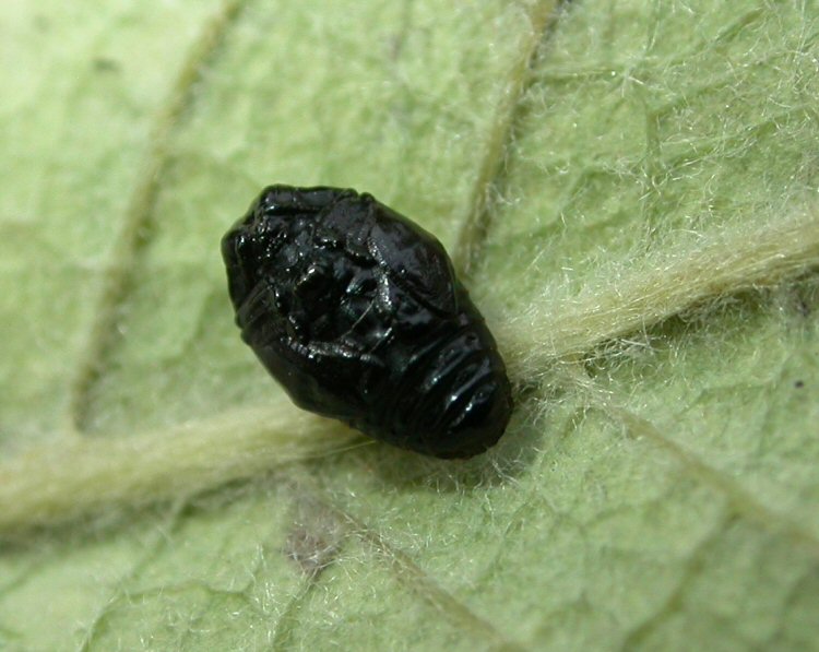 ventral
