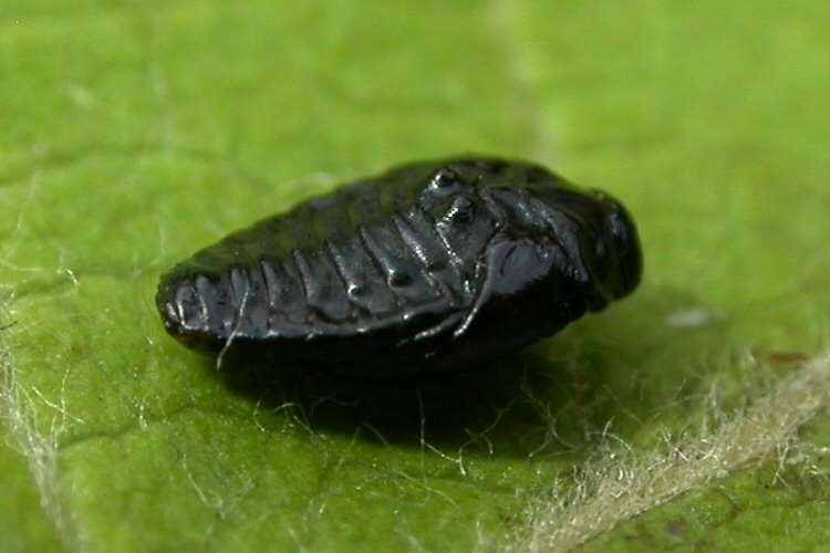 lateral 