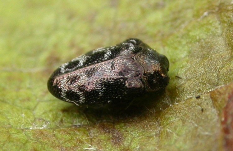 lateral view