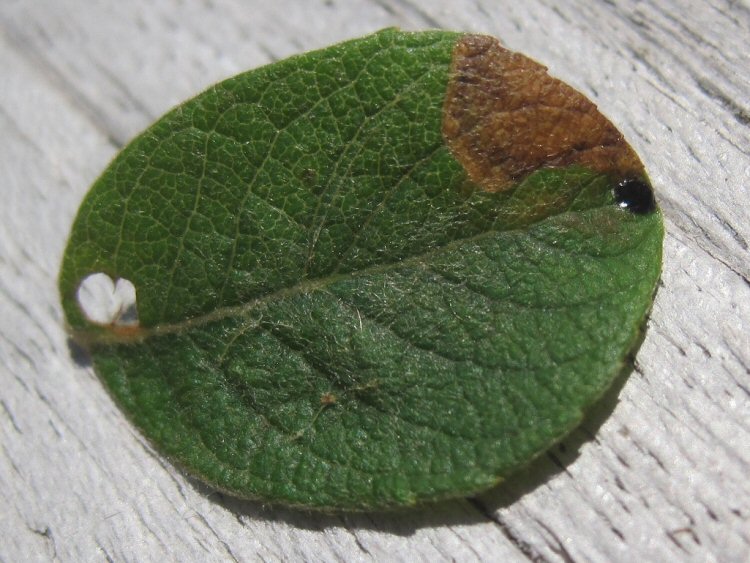 oviposition site covered by black drop