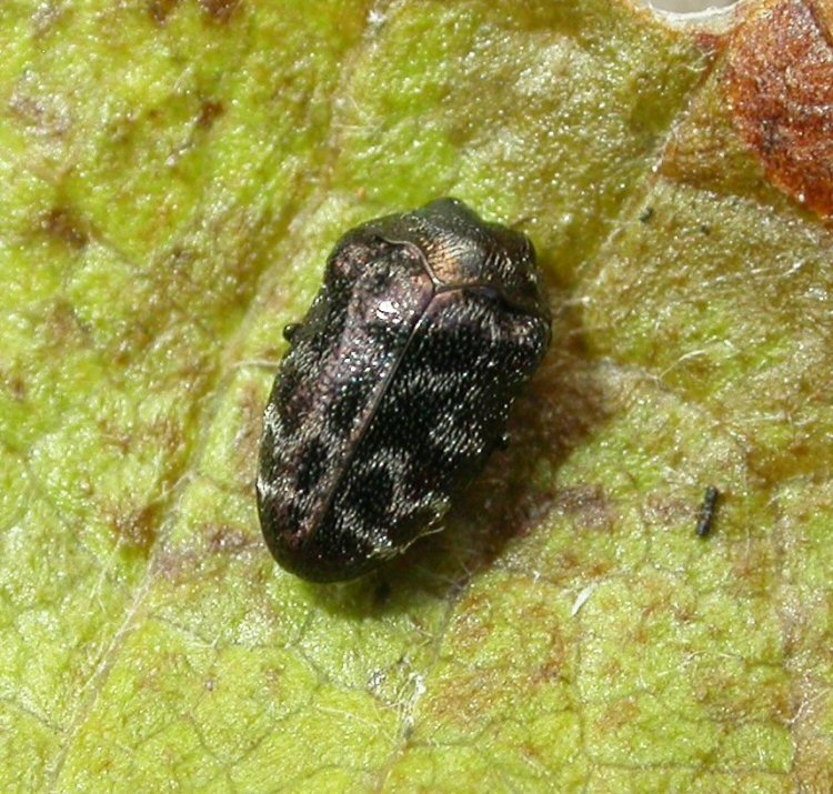 dorsal view