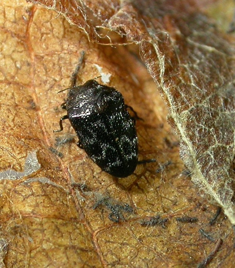 adult beetle in dorsal view