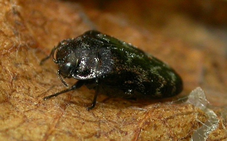 lateral view