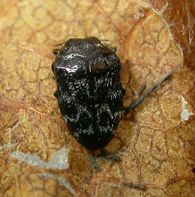 dorsal view