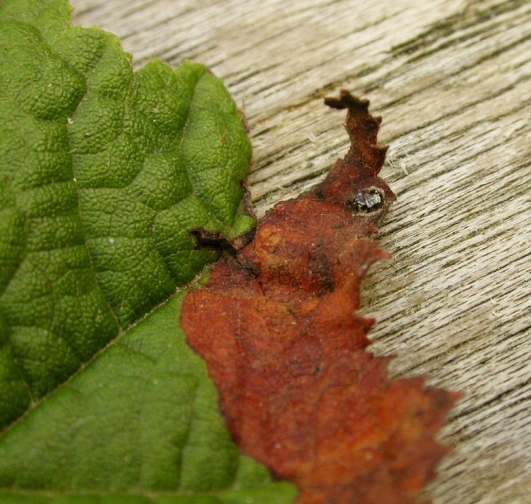oviposition site covered by a black drop