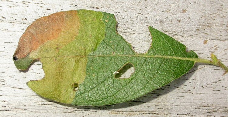 oviposition site at tip of leaf