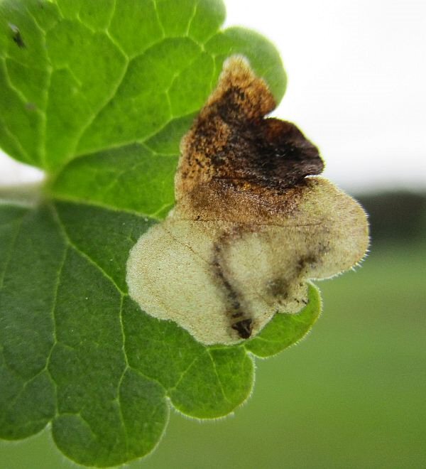 upper surface
