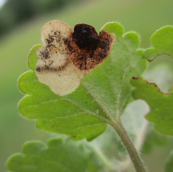 lower surface