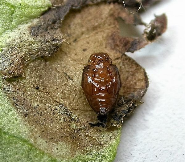 pupa