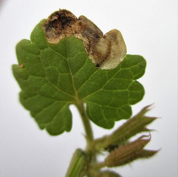 upper leaf
