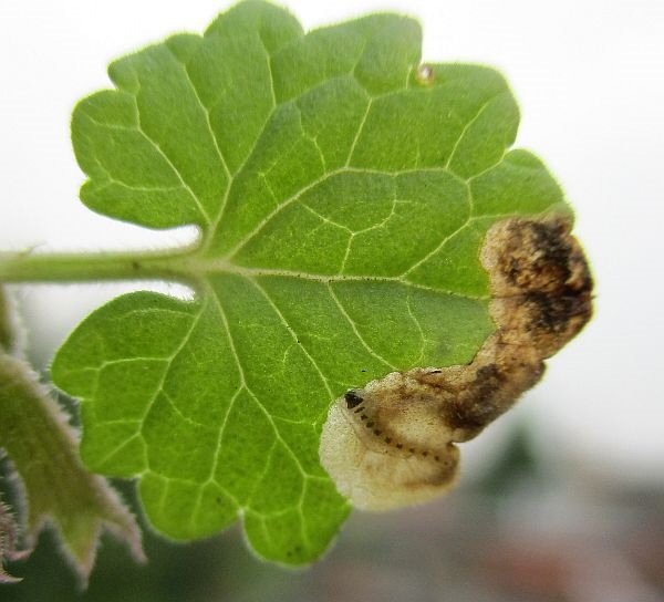 upperside of leaf