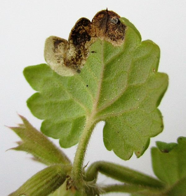 lower side of leaf