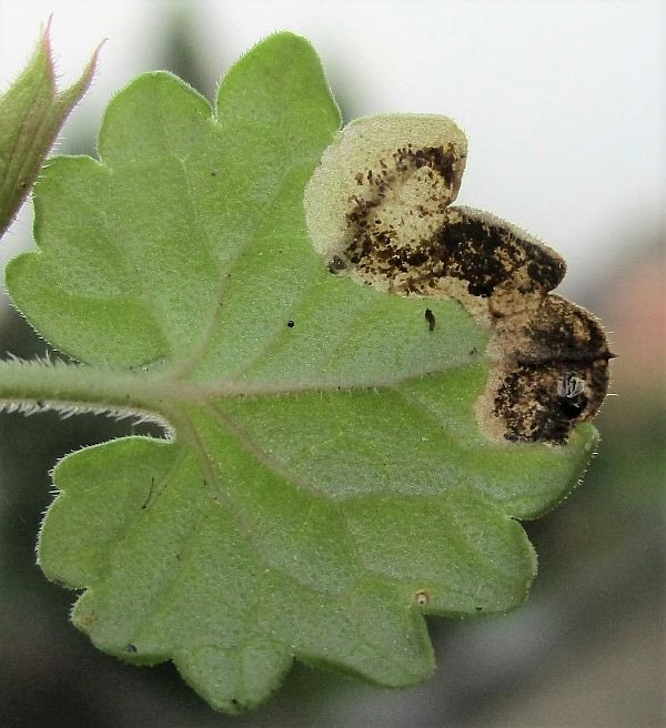 underside of leaf