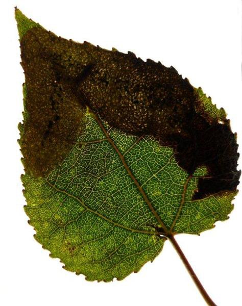 black/brown blotches are made