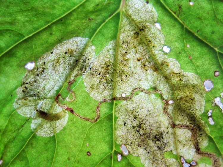 larva in mine