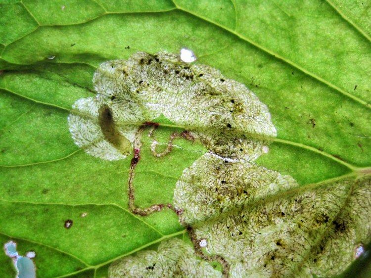 larva in mine