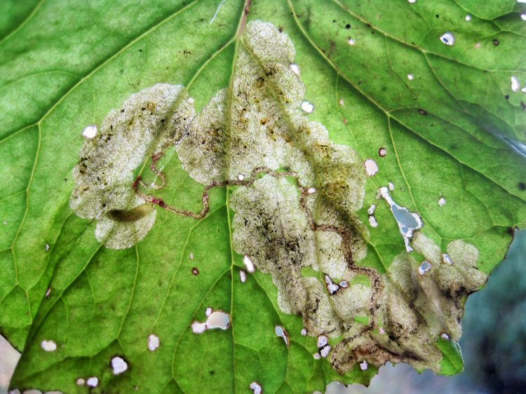 larva in mine