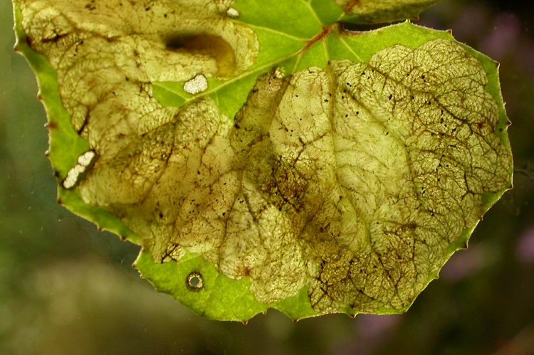 larva