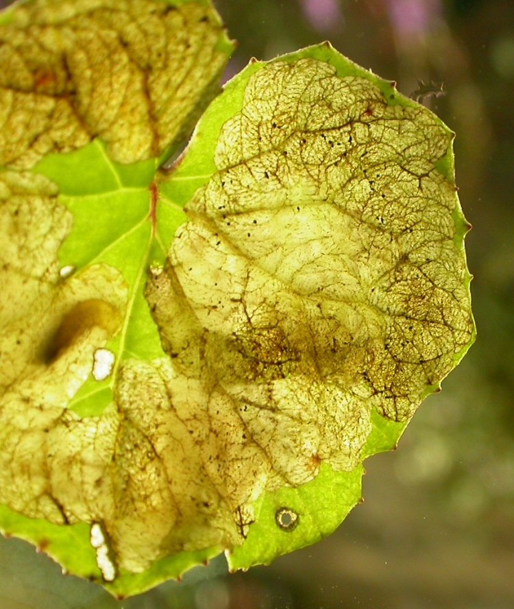 larva in mine