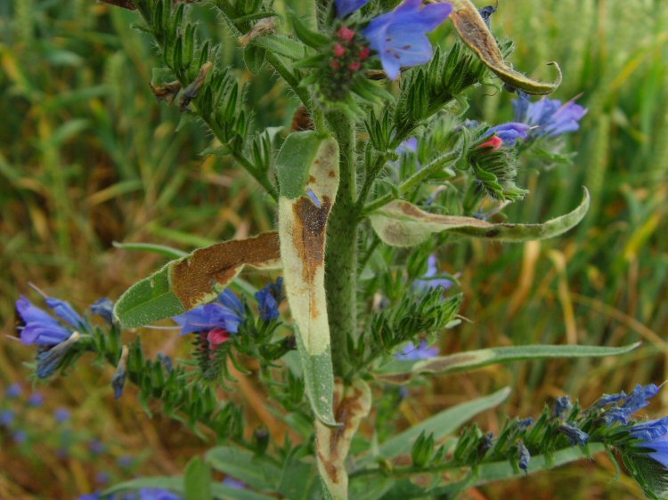 forms brown blotch mines on Echium
