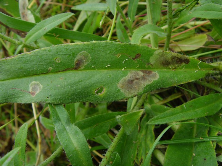 developing blotch mine