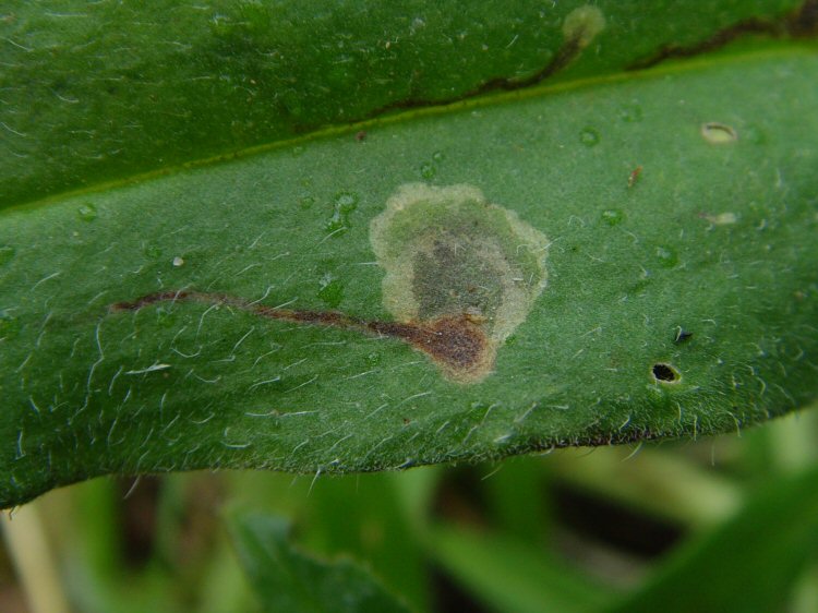 developing blotch