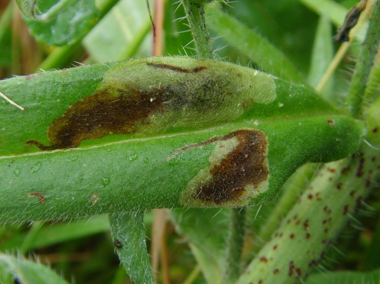 developing blotch mines