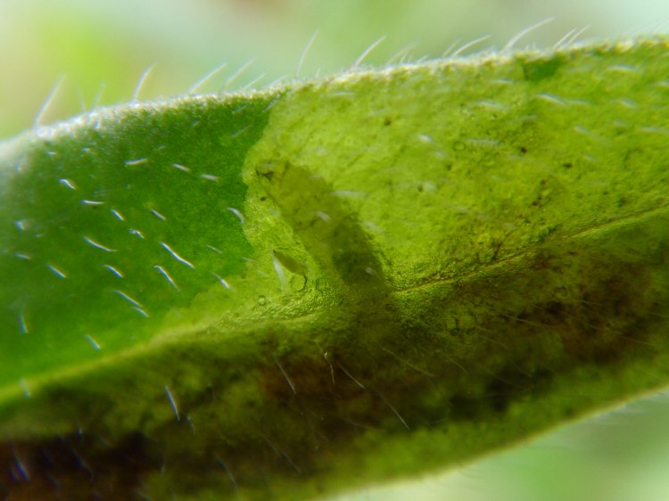 larva in mine