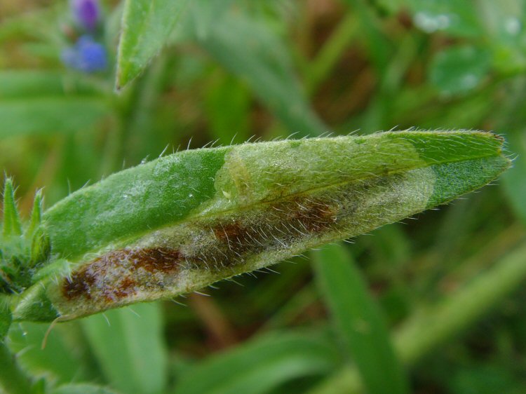 blotch mines are formed