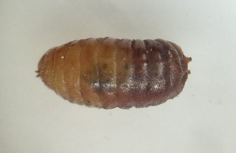 dorsal