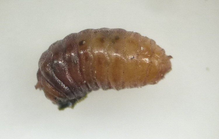 lateral