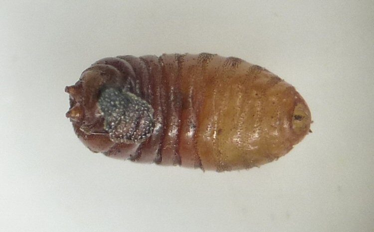 ventral