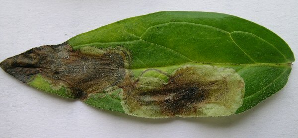 forms a blotch mine with a dark centre
