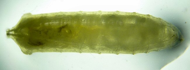 dorsal view of larva