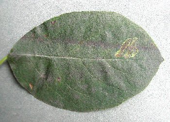 a dark green mine