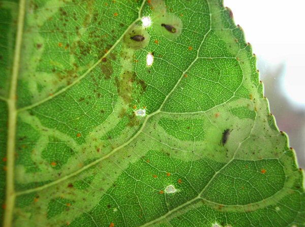 pupae at the end of the mine